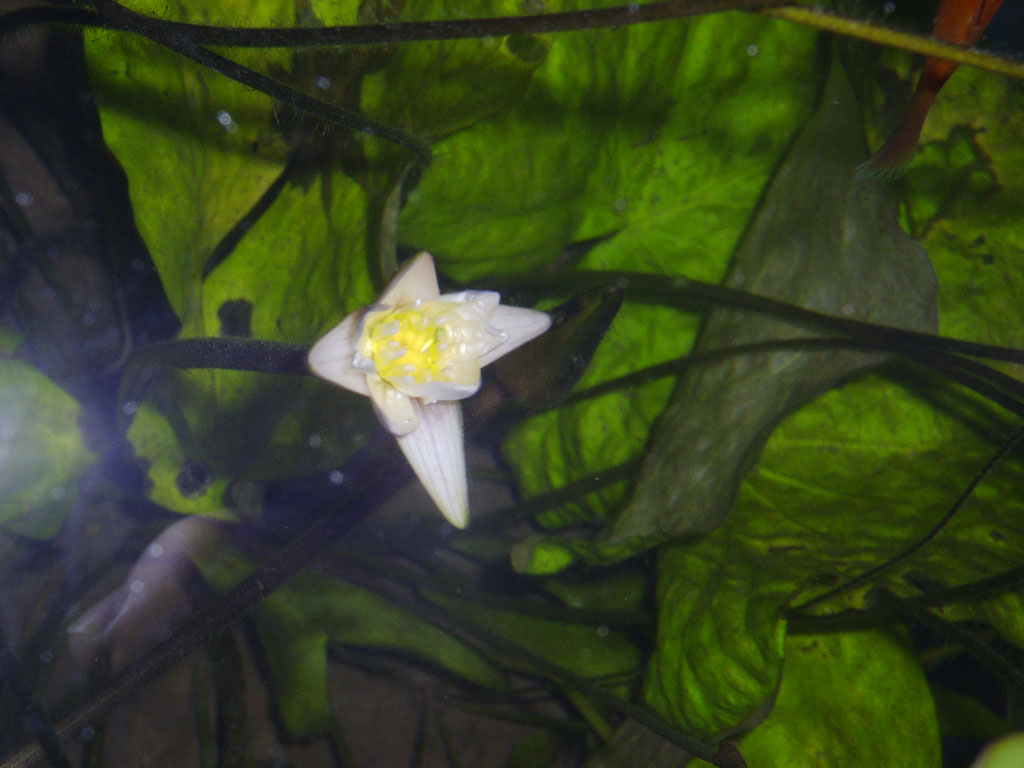 Nymphaea minuta Jan 10 05 Image008